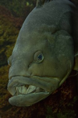 Gölgeli orfoz (Epinephelus marginatus).