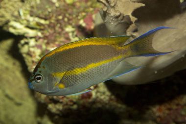 Bellus melek balığı, süslü melek balığı (Genicanthus bellus), erkek.