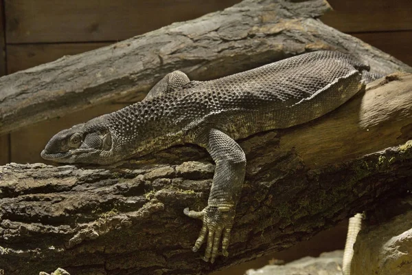 Rock monitor (varánusz). — Stock Fotó