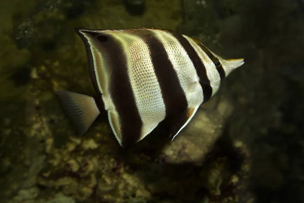 Talma orientale, pesce corallo troncato (Chelmonops truncatus  ). — Foto Stock