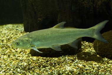 Souffia veya Batı Vairone (Telestes souffia).