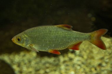  Ortak rudd (Scardinius erythrophthalmus).