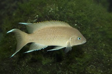 Burundi prensesi (Neolamprologus marunguensis), Tanganyika Gölü 'ne endemik.