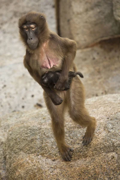 Babuino Gelada (theropithecus gelada) . — Foto de Stock