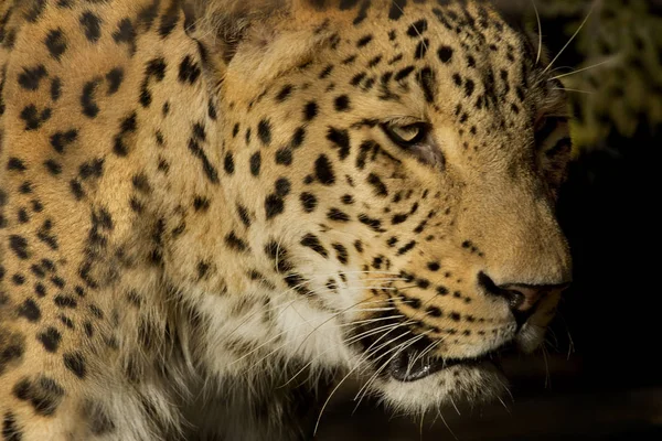 Perzsa leopárd (Panthera pardus ciscaucasica, Panthera pardus saxicolor). — Stock Fotó