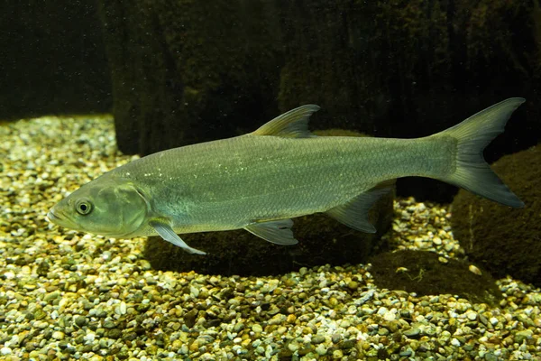 Souffia veya Batı Vairone (Telestes souffia).