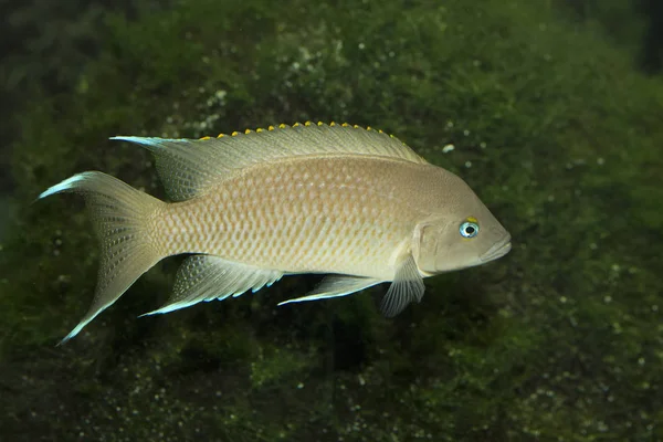 Prinsessan av Burundi (neolamprologus marunguensis), släktet haplochromis endemisk till Tanganyikasjön. — Stockfoto