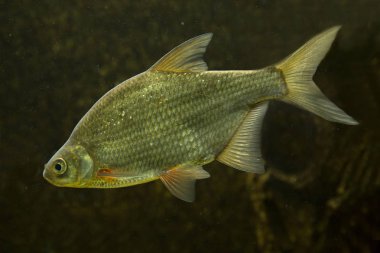  Sazan balığı (Abramis Brama).