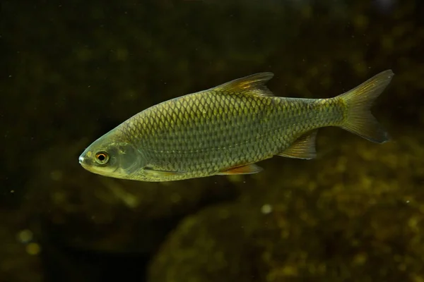 Ortak roach (Leuciscus Kızılgöz). — Stok fotoğraf