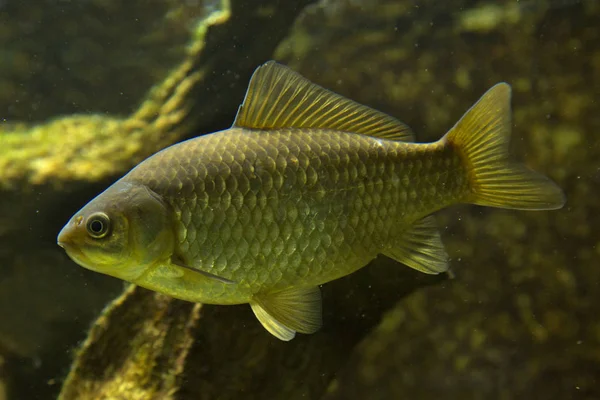 Prusya sazan (Carassius gibelio).