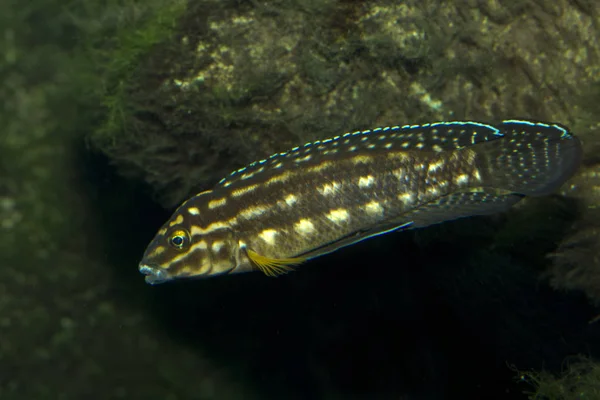 MARLIER ' s Julie eller fläckig Julie (Julidochromis Auktor). — Stockfoto