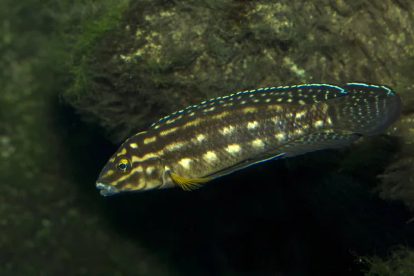 Julie de Marlier ou Julie tachetée (Julidochromis marlieri ). — Photo