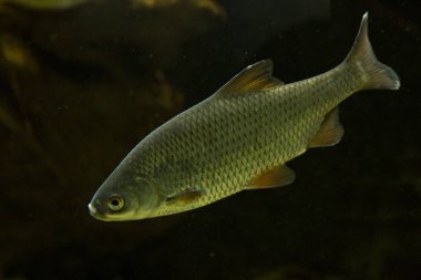 Ortak roach (Leuciscus Kızılgöz).