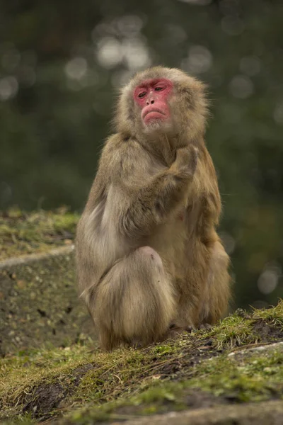 Sněhová opice nebo japonský macaque. (Macaca fuscata). — Stock fotografie