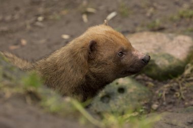 Bush köpek (speothos venaticus).