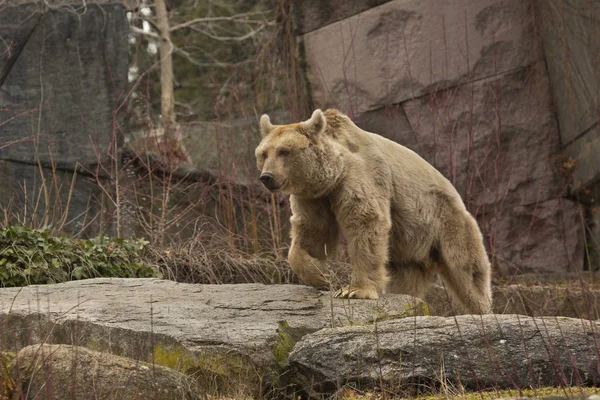 Medvěd hnědý (Ursus arctos). — Stock fotografie