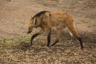 Yeleli kurt (chrysocyon brachyura).