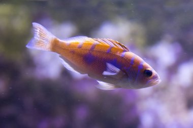 Tebeşir bas (Serranus tortugarum).