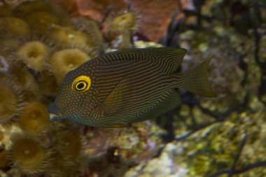 Kole Tang, benekli surgeonfish, Goldring surgeonfish, sarı gözlü Tang (Ctenochaetus strigosus).