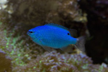 Safir şeytan, mavi şeytanı ederler (Chrysiptera cyanea).