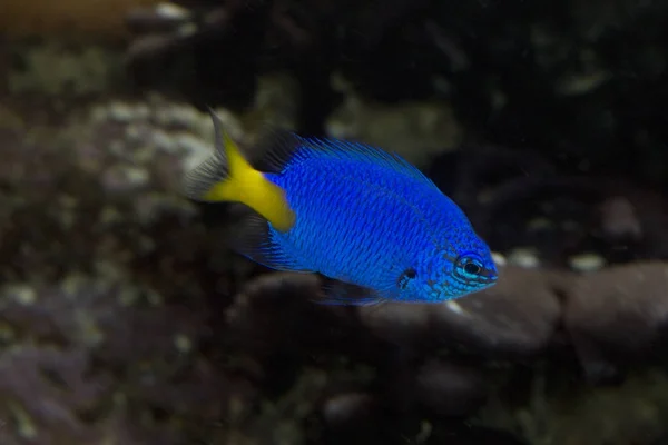 방어 damselfish, 블루 방어 계 집 아이, goldtail demoiselle (Chrysiptera parasema). — 스톡 사진