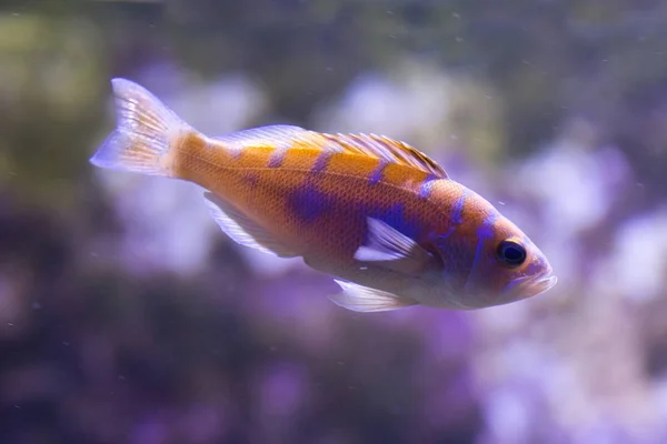 Tebeşir bas (Serranus tortugarum).