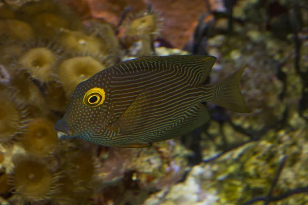 Kole Tang, Pez cirujano manchado, Pez cirujano Goldring, Tang de ojos amarillos (Ctenochaetus strigosus ). — Foto de Stock