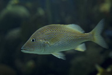  Beyaz homurtu, ortak homurtu (Haemulon plumierii).