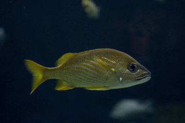 Fransız homurtu (Haemulon flavolineatum). 