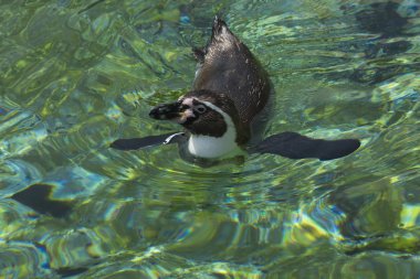 Afrika Pengueni (Spheniscus demersus).