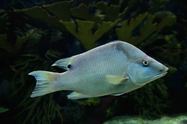 Hogfish (Lachnolaimus ・ マッシモ). — ストック写真