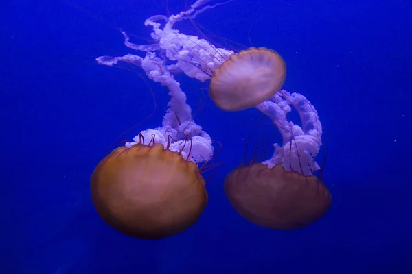 Ortie marine du Pacifique, ortie marine de la côte ouest (Chrysaora fuscescens ). — Photo