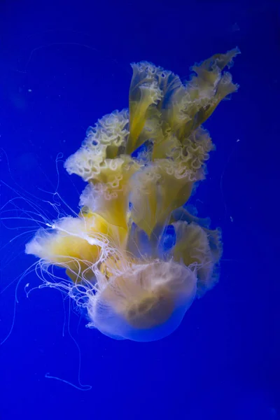 블랙 (Chrysaora achlyos, sarlacc 해파리, 검은 해파리, 바다 쐐기 풀). — 스톡 사진