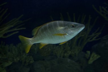 Öğretmen Snapper (Lutjanus apodus).