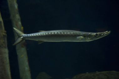   Avrupa barracuda, Akdeniz barracuda (Sphyraena sphyraena).