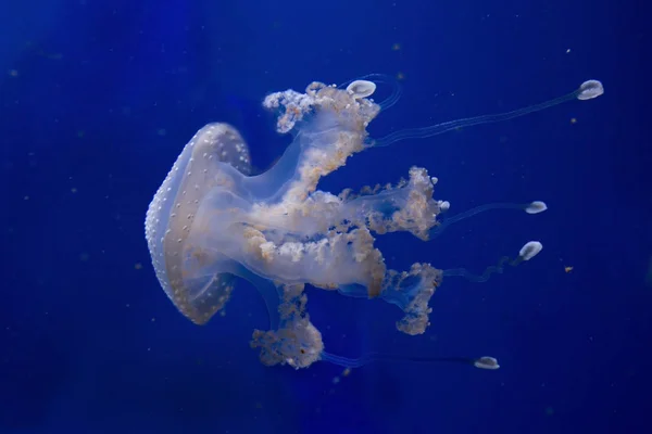Sino flutuante, medusas manchadas australianas, medusas manchadas de branco (Phyllorhiza punctata ). — Fotografia de Stock