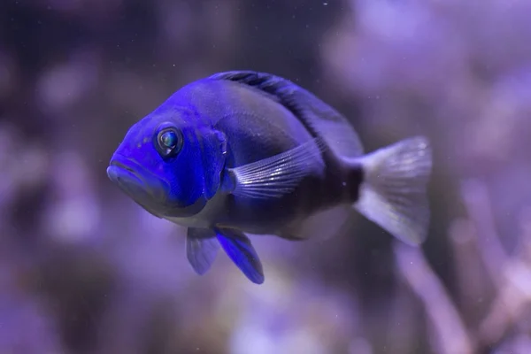 Indigo Hamlet (Hypoplectrus arası Indigo ile). — Stok fotoğraf