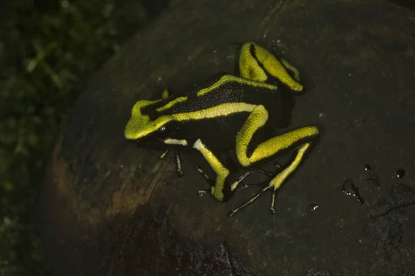 Rana venenosa de flecha de tres rayas, rana venenosa de tres rayas (Ameerega trivittata ). —  Fotos de Stock