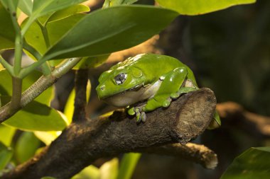Dev maymun ağaç kurbağası (phyllomedusa bicolor).