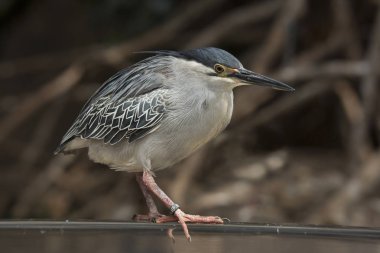  Siyah taçlı Gece Balıkçıl (nycticorax nycticorax).