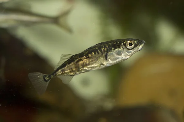 Üç omurgalı stickleback (Gasterosteus aculeatus). — Stok fotoğraf