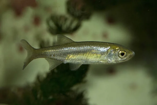 Solomillo, creyente, moderador (Leucaspius delineatus). —  Fotos de Stock