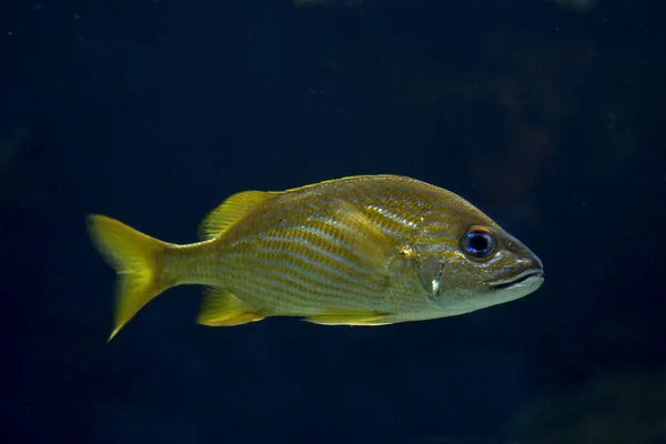 Französischer Grunzer (haemulon flavolineatum)). — Stockfoto