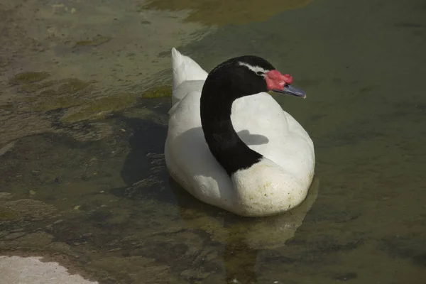 Black-necked swan (Cygnus melancoryphus). — Stock Photo, Image
