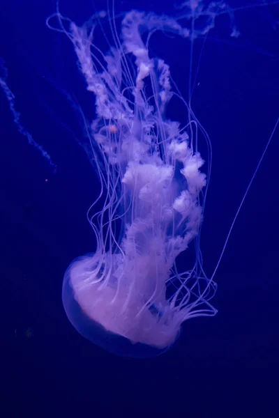 Ortie de mer de l'Atlantique, ortie de mer de la côte Est (Chrysaora quinquecirrha ). — Photo