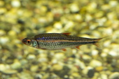 Gökkuşağı Parlatıcı (Notropis chrosomus).