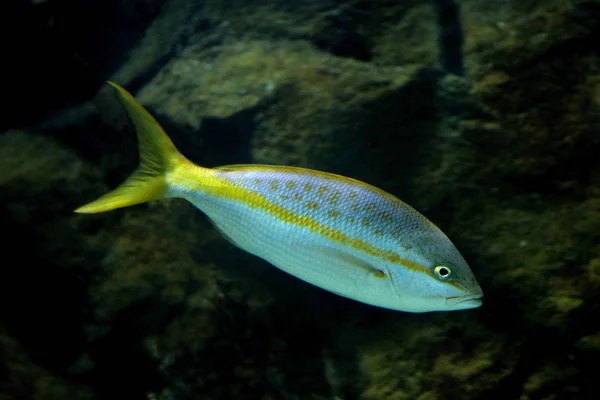 Yellowtail snapper (Ocyurus chrysurus). — Stock Photo, Image