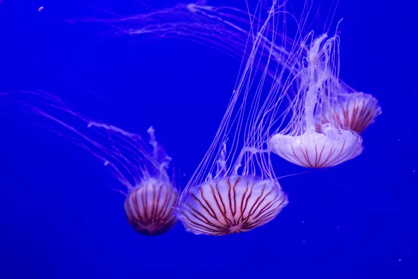 Urtiga marinha japonesa (Chrysaora pacifica). — Fotografia de Stock