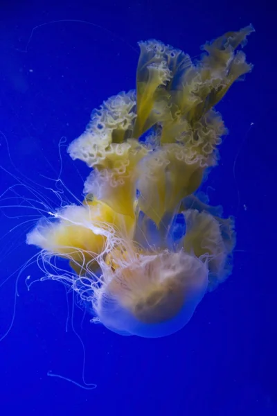 Чорноморська кропива, чорні медузи, медузи сарлаків, (Хрісаора ахілос ). — стокове фото