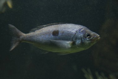 Başlıdırlar picarel (Spicara maena). 